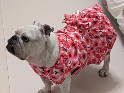 ブルドッグの服(お客様からの可愛いお写真)ワンピース