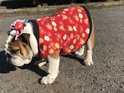 ブルドッグの服(お客様からの可愛いお写真）ちゃんちゃんこ。タンクトップ。