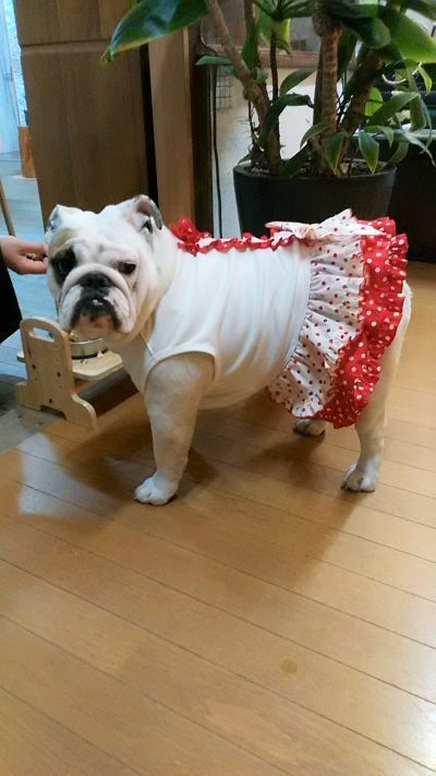 ブルドッグの服(お客様からの可愛いお写真)ワンピース 