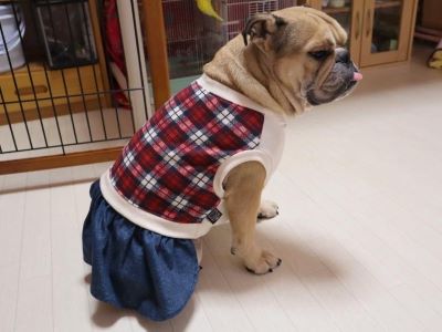 ブルドッグの服(お客様からの可愛いお写真)ワンピース・タンクトップ