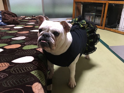  ブルドッグの服(お客様からの可愛いお写真）フリフリワンピ 