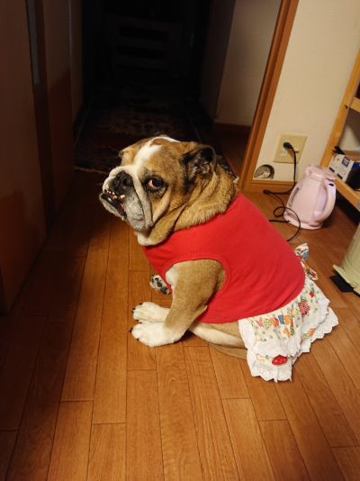 ブルドッグの服(お客様からの可愛いお写真)ワンピース