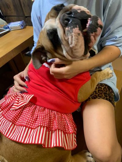 ブルドッグの服(お客様からの可愛いお写真)ワンピース
