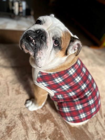 ブルドッグの服(お客様からの可愛いお写真)tタンクトップ