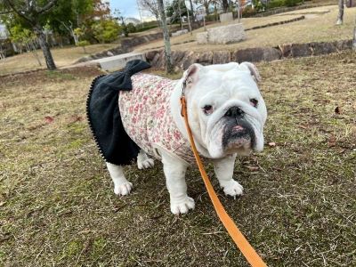 ブルドッグの服(お客様からの可愛いお写真)ワンピース・タンクトップ