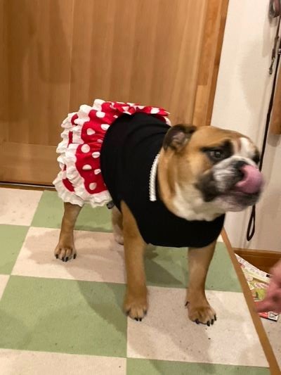 ブルドッグの服(お客様からの可愛いお写真)ワンピース　