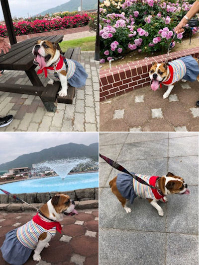 ブルドッグの服(お客様からの可愛いお写真）ワンピース