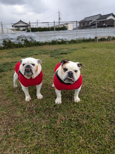 ブルドッグの服(お客様からの可愛いお写真)タンクトップ・パールちゃん・ピーチちゃん