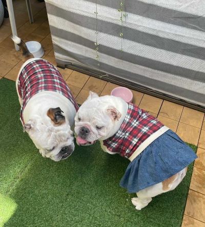 ブルドッグの服(お客様からの可愛いお写真)ワンピース・タンクトップ