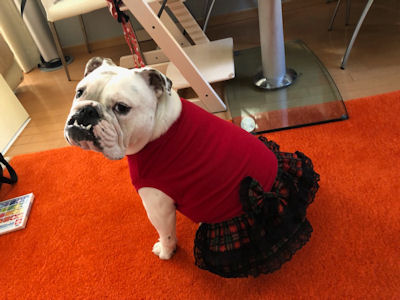 ブルドッグの服(お客様からの可愛いお写真）フリフリワンピ －ス 2着