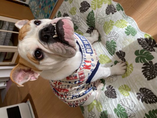 	ブルドッグの服(お客様からの可愛いお写真)tタンクトップ・ワンピース