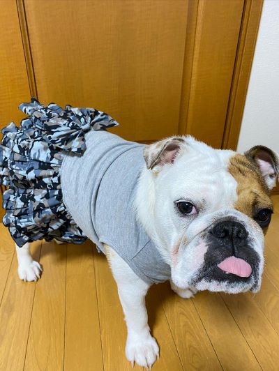 ブルドッグの服(お客様からの可愛いお写真)ワンピース　ぷるみちゃん