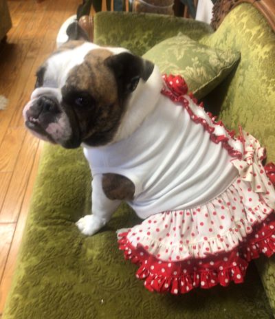 ブルドッグの服(お客様からの可愛いお写真)ワンピース 