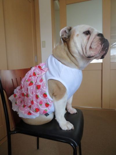 ブルドッグの服(お客様からの可愛いお写真)ワンピース 