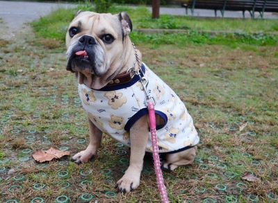 ブルドッグの服(お客様からの可愛いお写真)タンクトップ・くるみちゃん