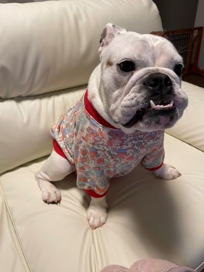 ブルドッグの服(お客様からの可愛いお写真)トレナー