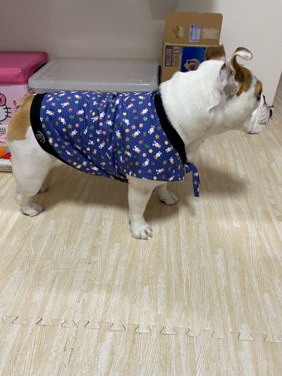 ブルドッグの服(お客様からの可愛いお写真)ちゃんちゃんこ
