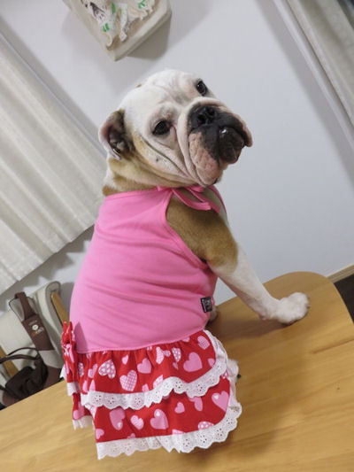 ブルドッグの服(お客様からの可愛いお写真）キャミソールワンピース