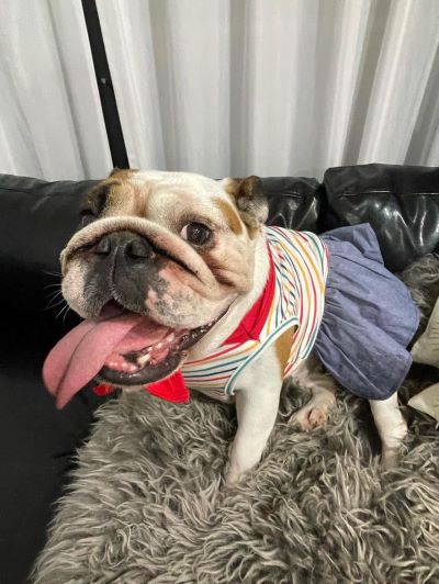 ブルドッグの服(お客様からの可愛いお写真)ワンピース