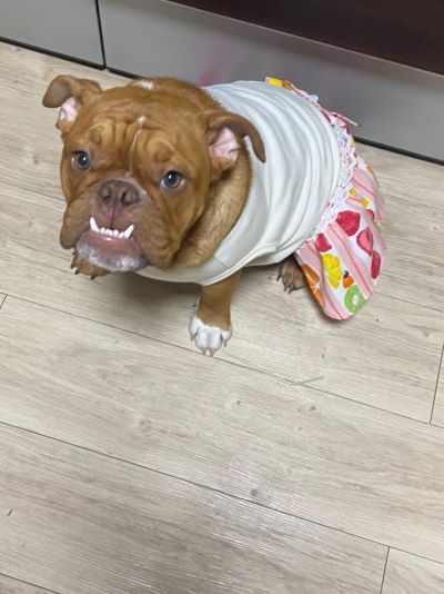 ブルドッグの服(お客様からの可愛いお写真)ワンピース