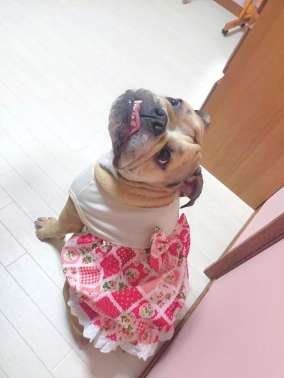 ブルドッグの服(お客様からの可愛いお写真)ワンピース