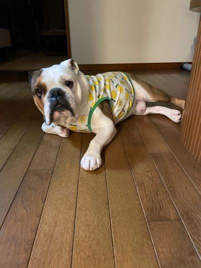 	ブルドッグの服(お客様からの可愛いお写真)tタンクトップ