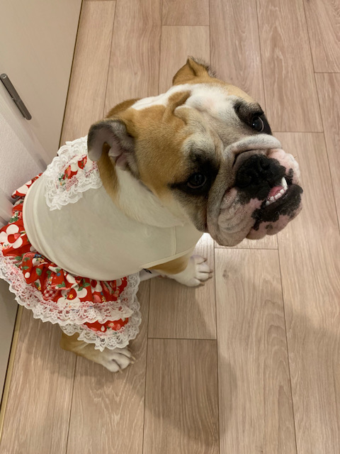 ブルドッグの服(お客様からの可愛いお写真)ワンピース・クールグッズ