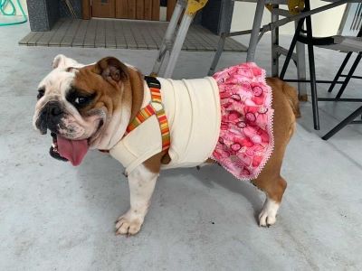 	ブルドッグの服(お客様からの可愛いお写真)ワンピース