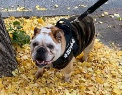 ブルドッグの服(お客様からの可愛いお写真)タンクトップ・おじゃる君