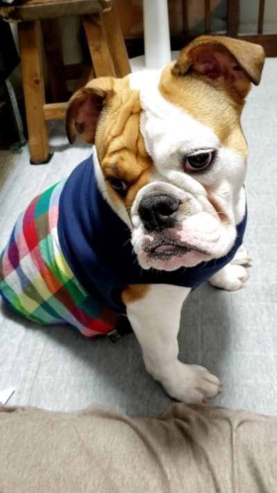 ブルドッグの服(お客様からの可愛いお写真)tタンクトップ