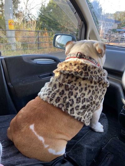 ブルドッグの服(お客様からの可愛いお写真)ボレロ