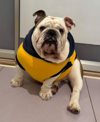 ブルドッグの服(お客様からの可愛いお写真)フード付きタンクトップ