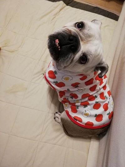 ブルドッグの服(お客様からの可愛いお写真)タンクトップ