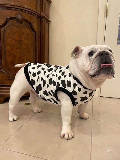 ブルドッグの服(お客様からの可愛いお写真)タンクトップ