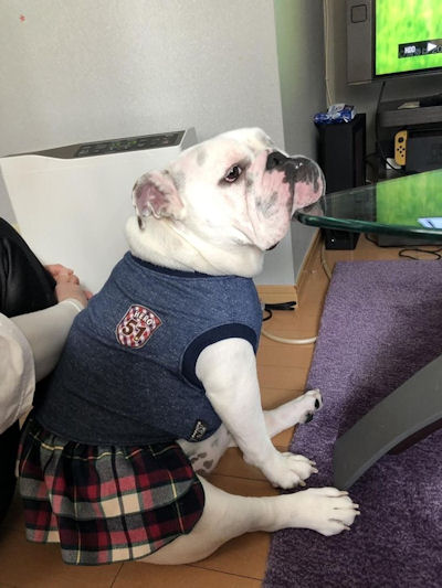 ブルドッグの服(お客様からの可愛いお写真）フリフリワンピ －ス