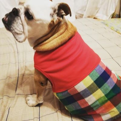 ブルドッグの服(お客様からの可愛いお写真)タンクトップ