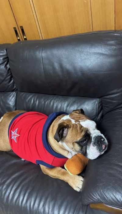 ブルドッグの服(お客様からの可愛いお写真)フード付きタンクトップ・マーメイドちゃん