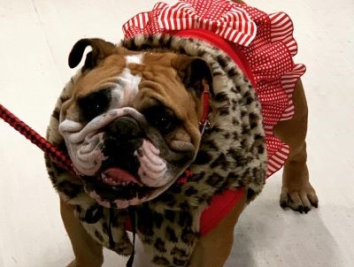 ブルドッグの服(お客様からの可愛いお写真)ボレロ　ワンピース