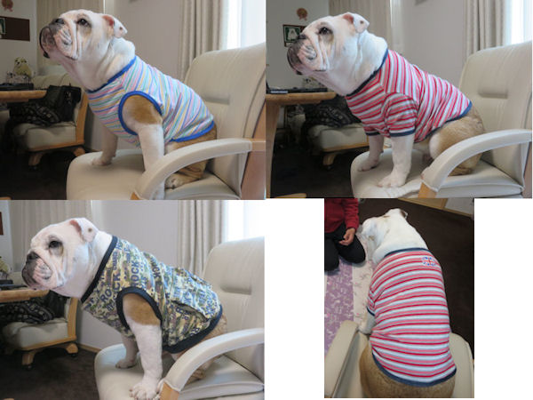 ブルドッグの服（お客様からの可愛いお写真）タンクトップ。