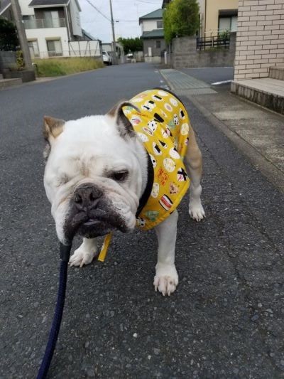 ブルドッグの服(お客様からの可愛いお写真)ちゃんちゃんこ・かんた君