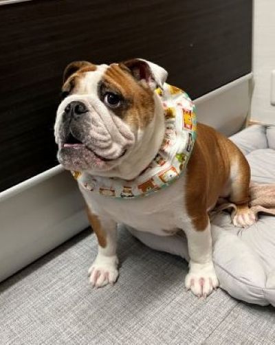 ブルドッグの服(お客様からの可愛いお写真)クールネック・ベルちゃん