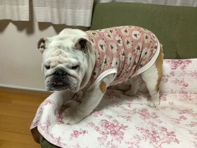 ブルドッグの服(お客様からの可愛いお写真)tタンクトップ