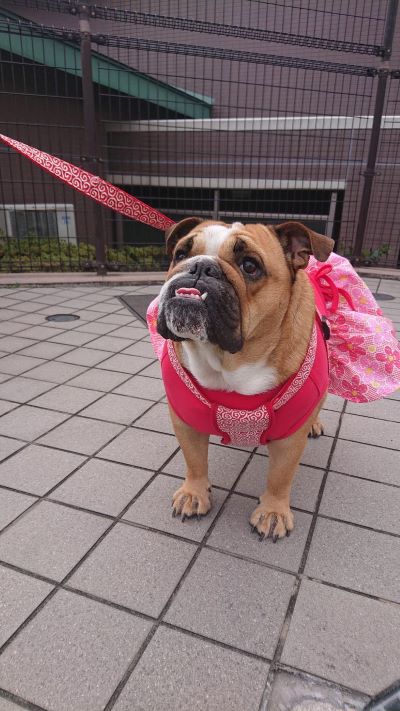 ブルドッグの服(お客様からの可愛いお写真)ワンピース