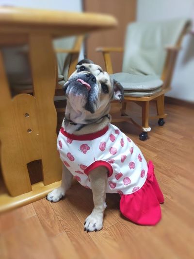 ブルドッグの服(お客様からの可愛いお写真)ワンピース・タンクトップ