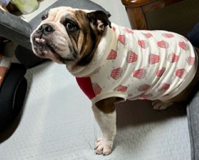 ブルドッグの服(お客様からの可愛いお写真)タンクトップ