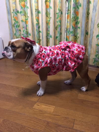 ブルドッグの服(お客様からの可愛いお写真）ワンピース