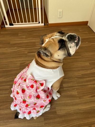 ブルドッグの服(お客様からの可愛いお写真)ワンピース・ひめちゃん