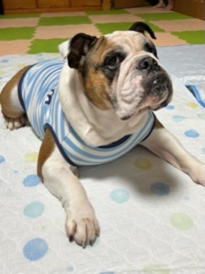 ブルドッグの服(お客様からの可愛いお写真)タンクトップ
