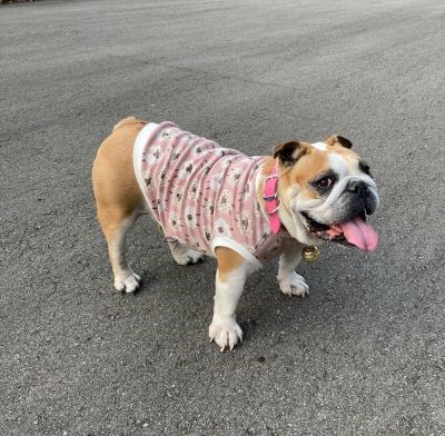 ブルドッグの服(お客様からの可愛いお写真)tタンクトップ
