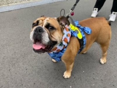 ブルドッグの服(お客様からの可愛いお写真)あぐ君　クールエプロン